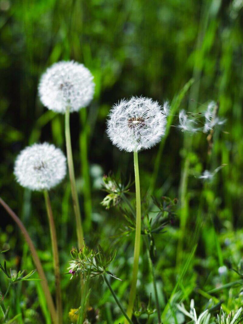 dandelions